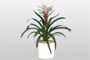 Bromeliad Guzmania