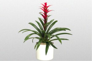 Bromeliad Lunaa