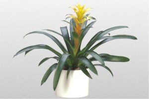 Bromeliad Marjan