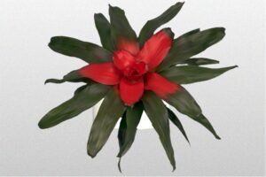 Bromeliad Nerogelia