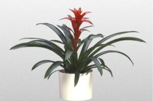 Bromeliad Ostara