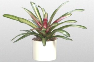 Bromeliad Tricolor