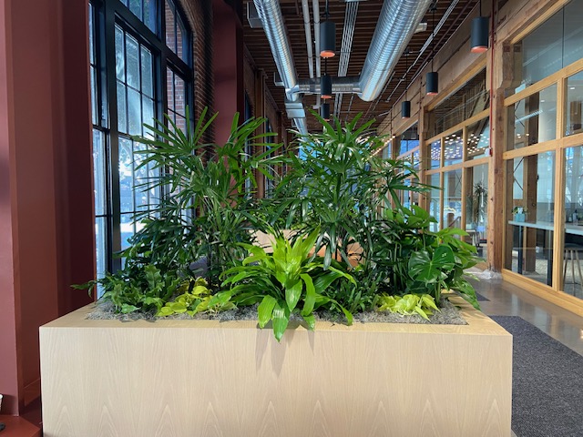 long term plant rentals in Silicon Valley office