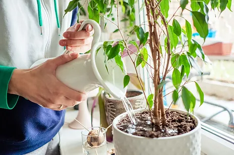 Watering plants by the window