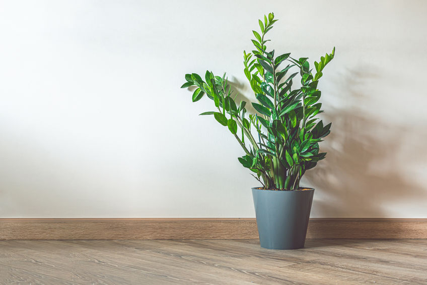 Home plant Zamioculcas, also known as Zanzibar gem in home interior with copy space